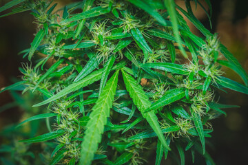 Blooming Marijuana plant, cannabis medical use, Cannabis plants