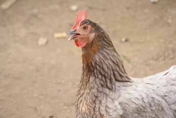 Young gray hens brush their feathers early in the morning. A white rooster is walking around the yard.
