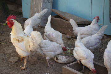 Young gray hens brush their feathers early in the morning. A white rooster is walking around the yard.