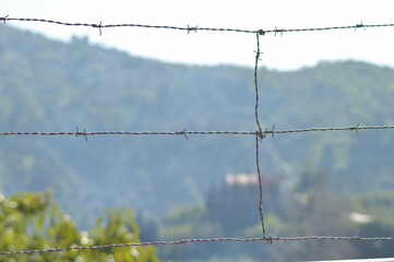 Wire fence barbed with thorns a sunny day in a field