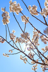 逆光の桜