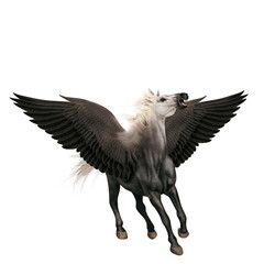  cheval, de face, volant, ailes, isolé, blanc, étalon, tête blanche, mammifère, noir, courir, galop, fond blanc, chien, ferme, sauvage, brun, poulain, arabe, nature, poney, chevalin, amoureux des chev