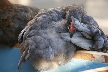 Young gray hens brush their feathers early in the morning. A white rooster is walking around the yard.