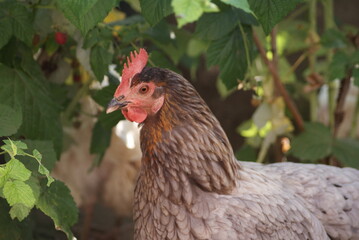Young gray hens brush their feathers early in the morning. A white rooster is walking around the yard.