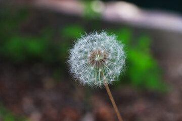 dandelion seed head