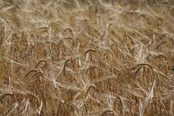 Harvest of wheat Texture of wheat. Belarusian village.