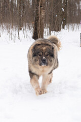 A beautiful big dog in winter, Caucasian shepherd