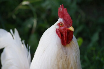 A big white rooster and gray hens walk in the summer. Rooster sings cock songs.