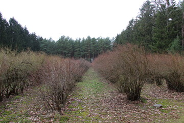 Blue berry farm / Blaubeerenfarm