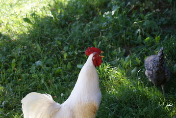 A big white rooster and gray hens walk in the summer. Rooster sings cock songs.