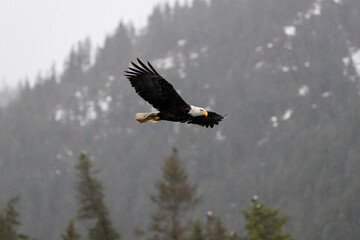 Bald Eagle (Haliaeetus leucocephalus) around Kachemak Bay, Alaska