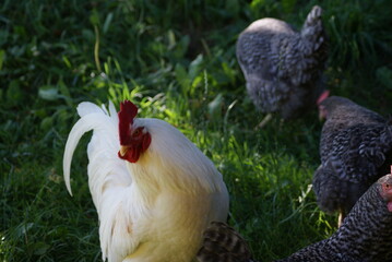 A big white rooster and gray hens walk in the summer. Rooster sings cock songs.