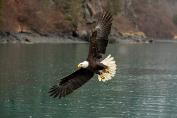 Bald Eagle (Haliaeetus leucocephalus) around Kachemak Bay, Alaska