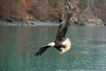 Bald Eagle (Haliaeetus leucocephalus) around Kachemak Bay, Alaska