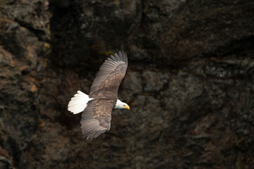 Bald Eagle (Haliaeetus leucocephalus) around Kachemak Bay, Alaska
