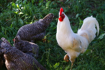 A big white rooster and gray hens walk in the summer. Rooster sings cock songs.