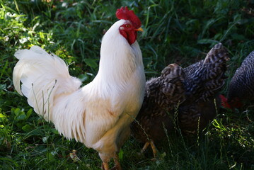 A big white rooster and gray hens walk in the summer. Rooster sings cock songs.