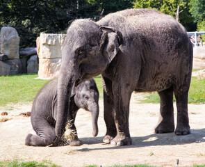 Elephant mother and her calf in Zoo. Cute baby elephant with mother. Zoo big animals.