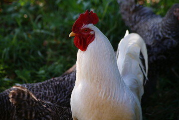 A big white rooster and gray hens walk in the summer. Rooster sings cock songs.