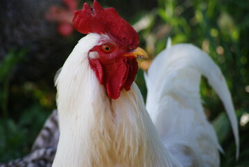 A big white rooster and gray hens walk in the summer. Rooster sings cock songs.