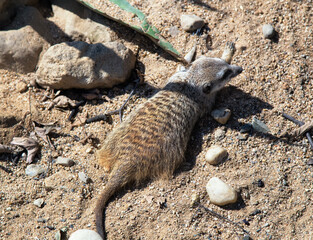 Meerkat on sand between rocks. Mongoose. Suricat suricatta in Zoo. Cute animal.