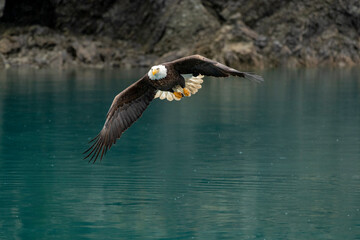 Bald Eagle (Haliaeetus leucocephalus) around Kachemak Bay, Alaska