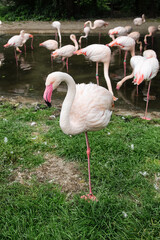 Pink flamingo standing on one leg against flamingos in water. Bird portrait. 