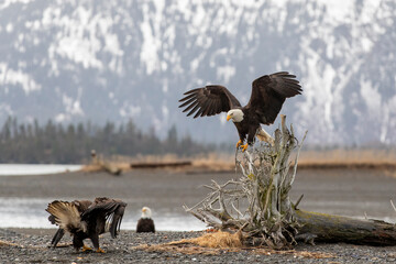 Bald Eagle (Haliaeetus leucocephalus) around Kachemak Bay, Alaska