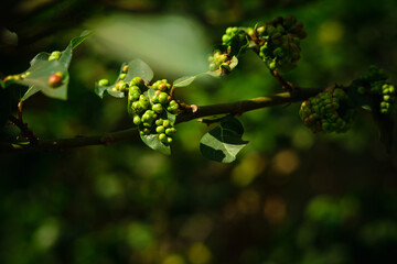 Leaves covered with leaf galls. 