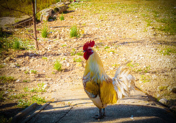 Rooster with beautiful colors in a rural pen. 