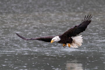Bald Eagle (Haliaeetus leucocephalus) around Kachemak Bay, Alaska