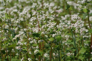 Blooming buckwheat field. Country road and forest next to the field