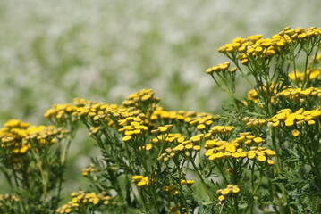 Tansy is a perennial, herbaceous flowering plant of the aster family, native to temperate Europe and Asia.