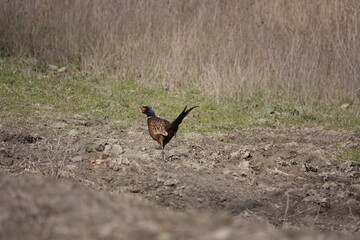 pheasant in the wild