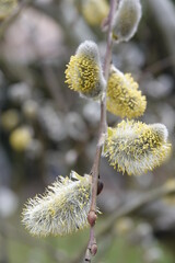 willow catkins in spring