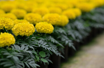 Spring bloom of marigolds, sales season in greenhouse and preparation for planting