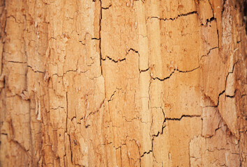 Obraz premium Rotten wood texture. Rotten tree close-up and its rotten fragments