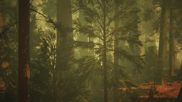 Loop Giant Sequoia Trees at summertime in Sequoia National Park, California