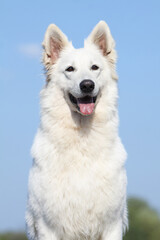 BERGER BLANC SUISSE PORTRAIT