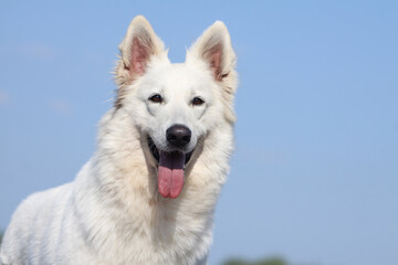 BERGER BLANC SUISSE PORTRAIT