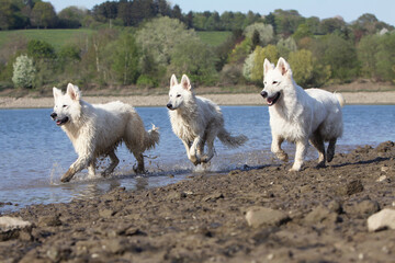 Obraz premium Trois Berger Blanc Suisse qui coure dans l'eau