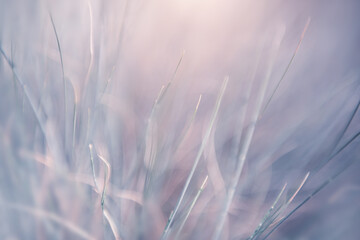 Wild grass in a forest at sunrise. Blurred abstract nature background.