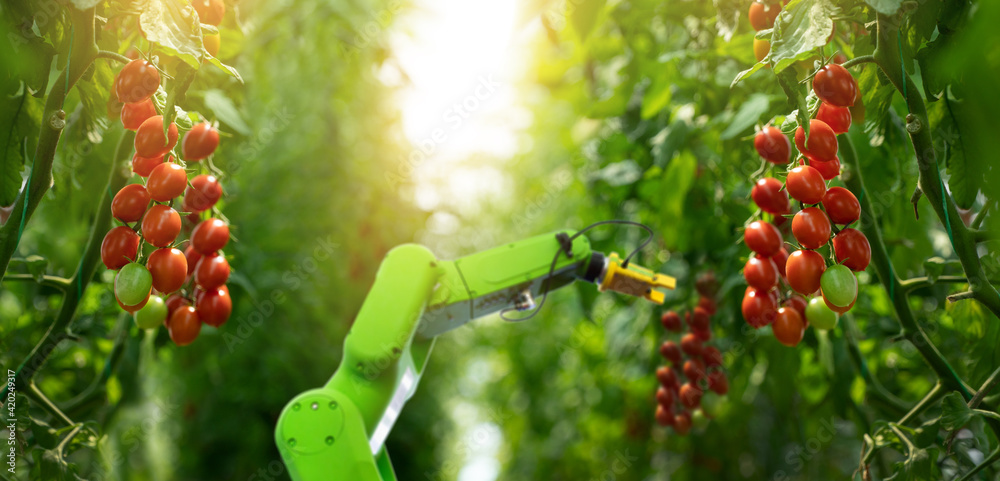 Aufkleber Robot is working in greenhouse with tomatoes. Smart farming and digital agriculture 4.0