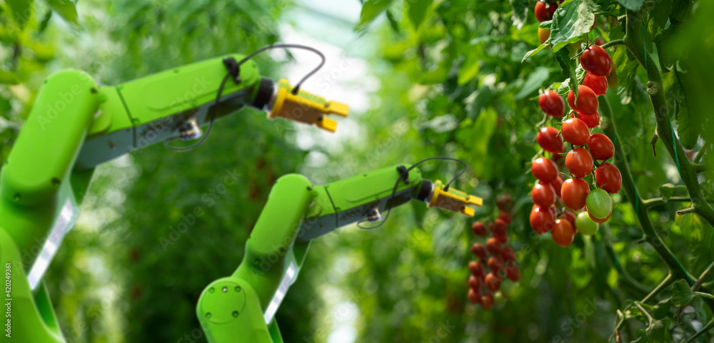 Poster robot is working in greenhouse with tomatoes. smart farming and digital agriculture 4.0