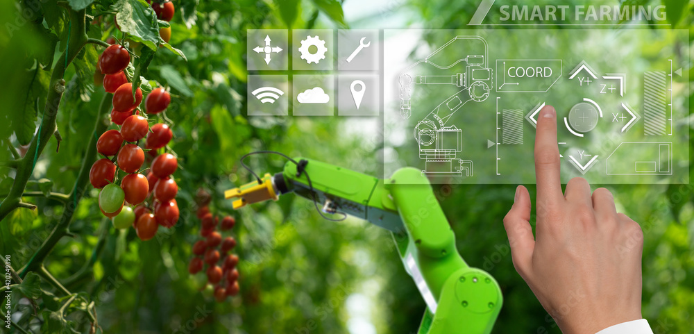 Aufkleber robot is working in greenhouse with tomatoes. smart farming and digital agriculture 4.0