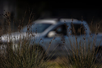 Green tall grass, white turntable with blurred background.