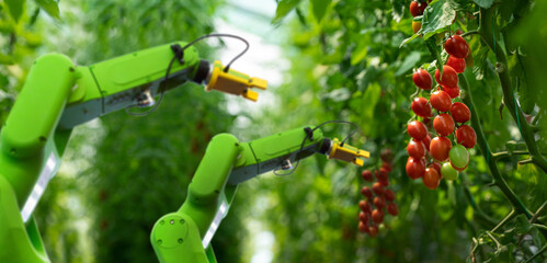Robot is working in greenhouse with tomatoes. Smart farming and digital agriculture 4.0
