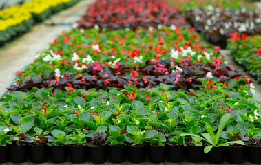 Modern business and sale of flowers for planting and decoration