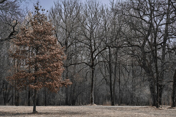 Park