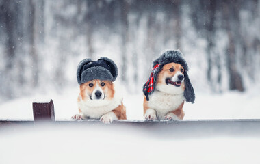 two similar corgi dogs in warm hats in a winter park under the snow
